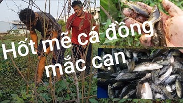 Bắt cá lóc , cá rô đồng mùa nước cạn  trải nghiệm cuộc sống dân dã.