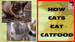 How Cats Eat Catfood Crazyket Channel