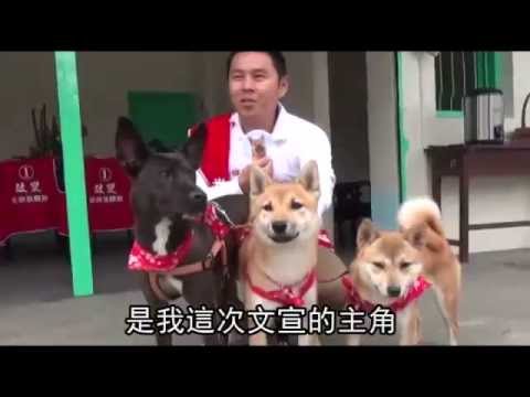 camera iphone 8 plus apk 20141114【大選】素人選鄉長 「犬」力來幫忙 蘋果日報 @花蓮縣光復鄉報導