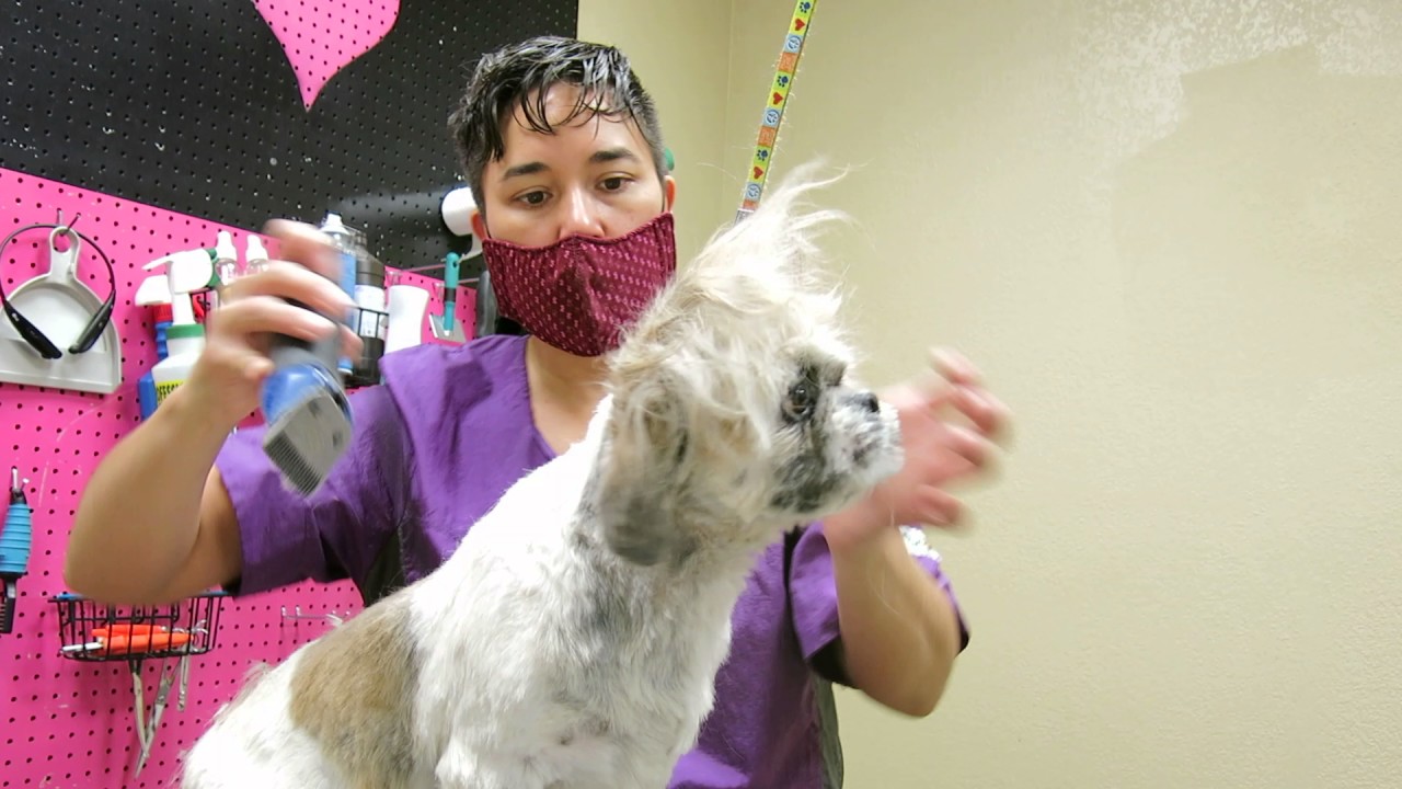 my favorite groomer clippers MVI 0004