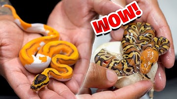 This can’t be real! These snakes are on another level !