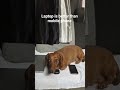 laptop is better for your eyes than a phone #shortsfeed  #dog  #technology