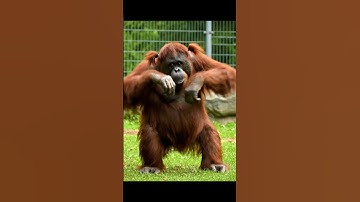 #funnyanimals #cabybara #duyetbinh #funnyvideo #animals #cute #shorts