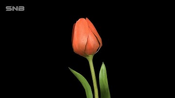 3D TULIP FLOWER