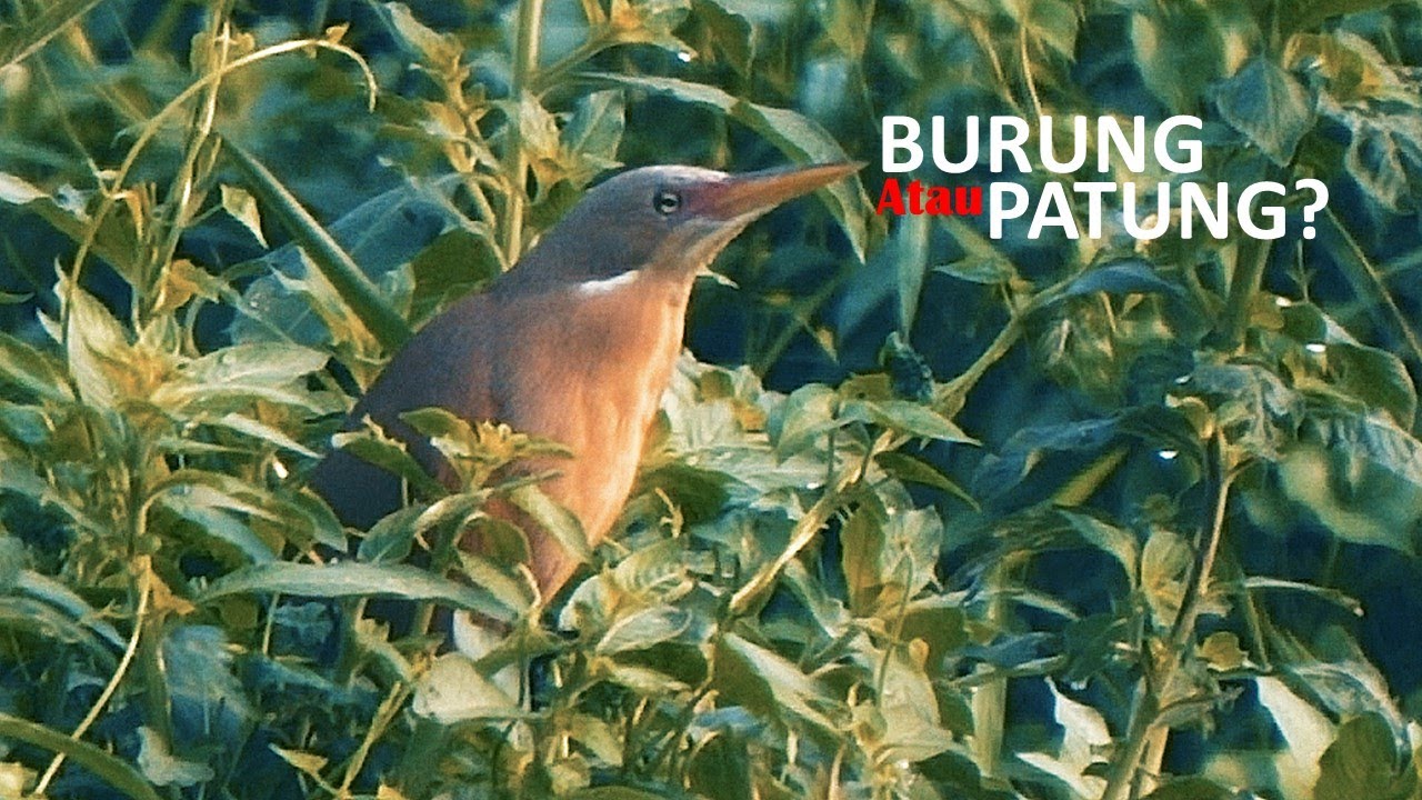 710 Gambar Patung Burung Ayam Ayaman Terbaik