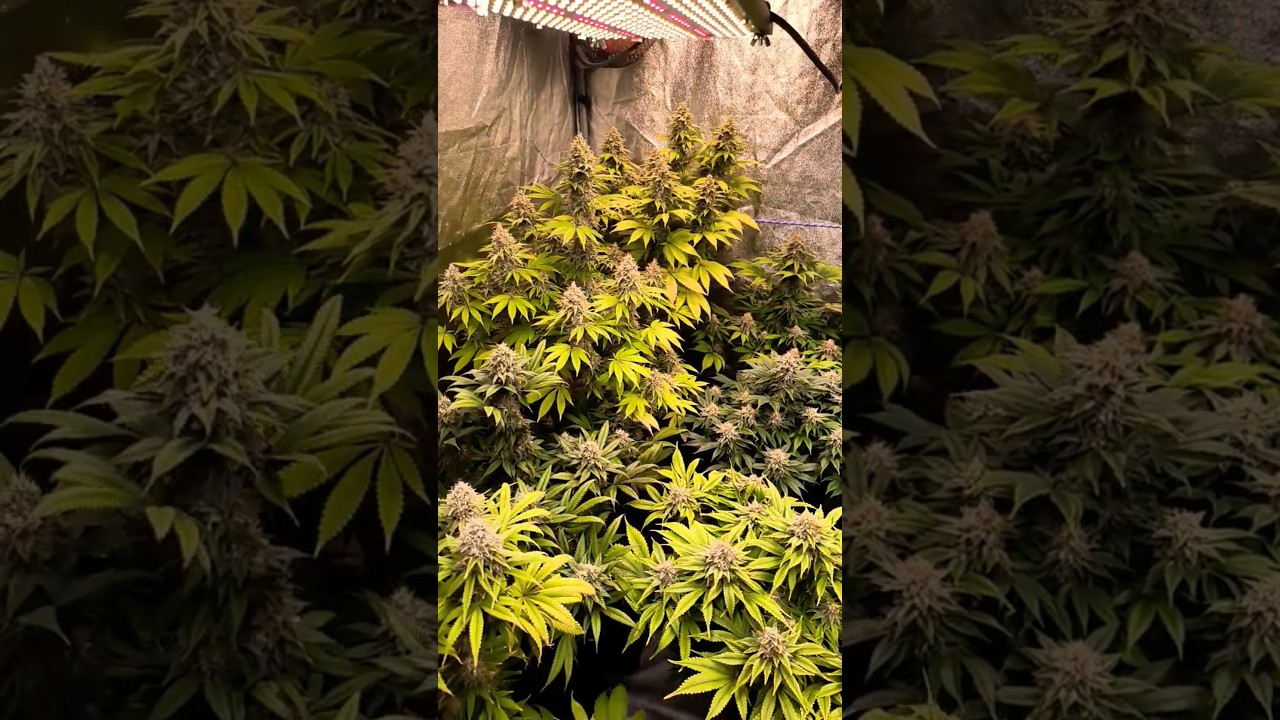 Cultivo Indoor Led 🍁 Variedades de Barney's Farm Día 49 de floración 