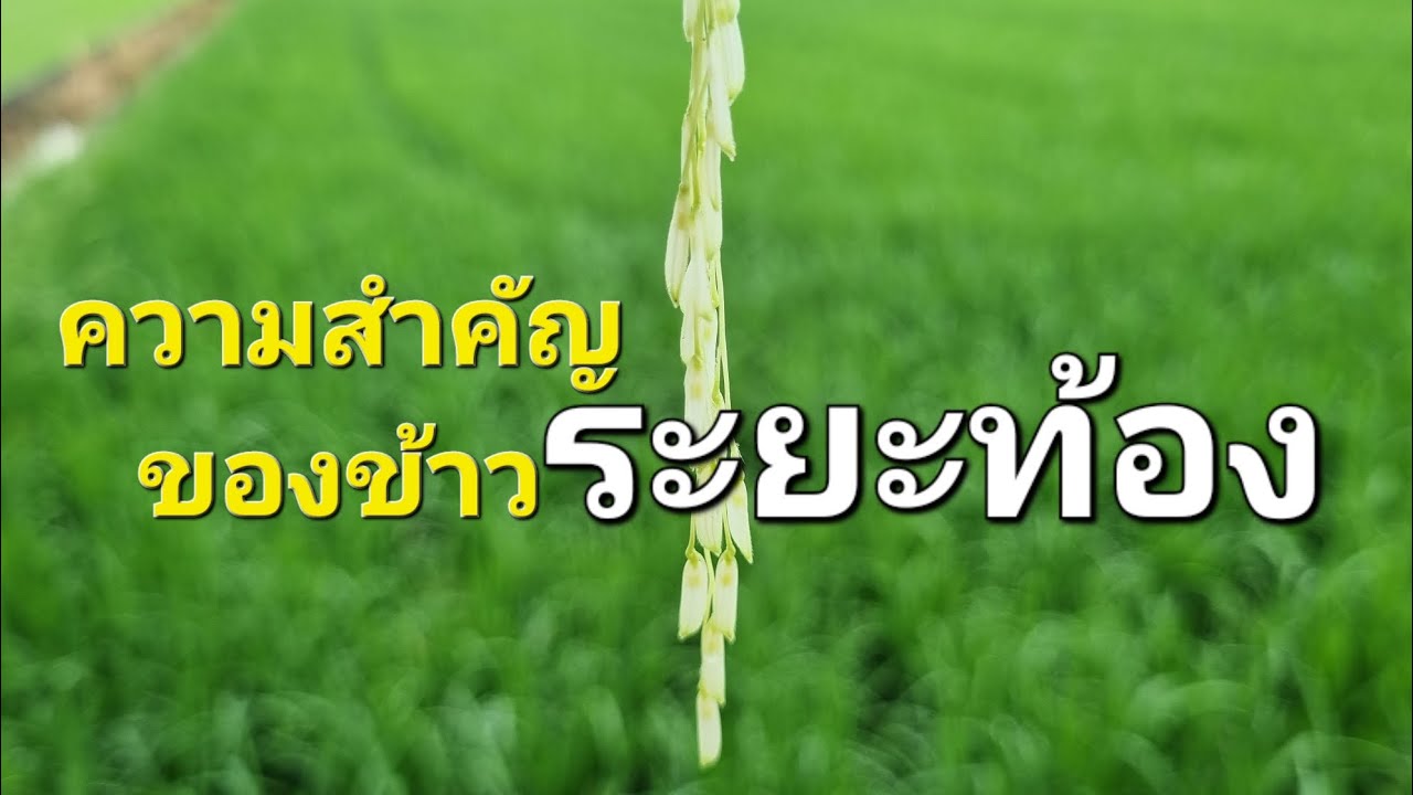 ความสำคัญของข้าว ระยะตั้งท้อง