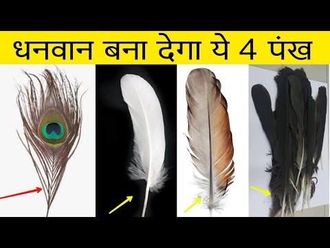 वीडियो: अच्छे पंख वाले दोस्त का क्या मतलब है?