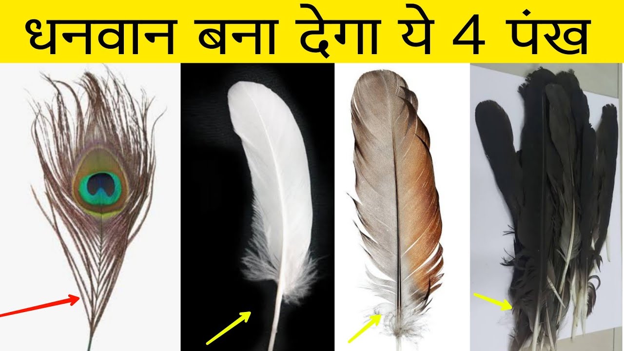 ये 4 में से कोई भी एक पंख मिल जाए तो रातोरात किस्मत चमक जायेगा//