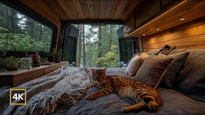 Watch the video about Van Life Rain Sounds Cozy Cat Nap Lo Fi Piano Forest Birds Sleep Focus 4K
