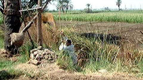 Working Shaduf #thisisegypt