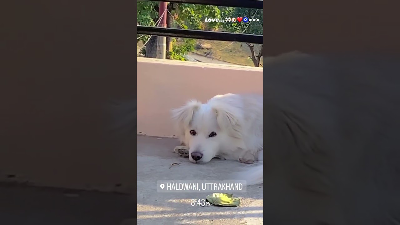 our cute pintu❤️#pomeranian#doglovers