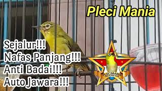 Masteran TerBaru Pleci Nembak Sejalur Paling Ampuh!!!