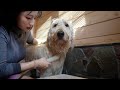 【お風呂】大好きなお姉ちゃんにされるがままの犬が可愛い！