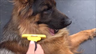 Brushing of long haired German Shepherd/Czesanie długowłosego Owczarka Niemieckiego