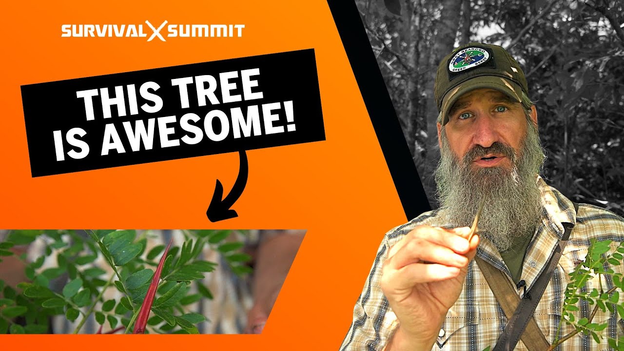 The Many Ways Locust Trees are Awesome YouTube