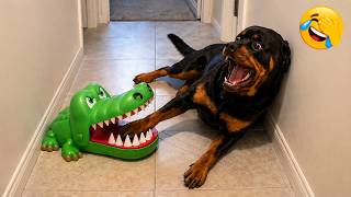 New Funniest Cats And Dogs Clips 2026Try Not To Laugh