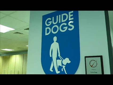 Video: Dog Guide Etiquette: 4 No-Nos When Approaching Guide Dogs