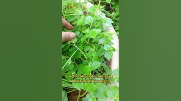 Công Dụng Bất Ngờ Từ Cây Cải Xoong ? Bạn Đã Thử Ăn Loại Rau Tuyệt Vời Này Chưa ? #caixoong