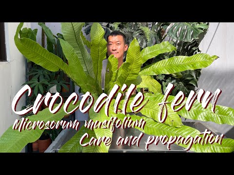 Video: What Is A Crocodile Fern Plant: Lær om Crocodyllus Fern