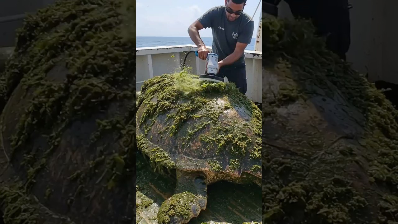Rescuing a giant sea turtle from algae and barnacle buildup 🐢✨ 