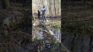 Man Crosses River on Fallen Tree, Missteps on Way Back and Falls as Everyone Laughs
