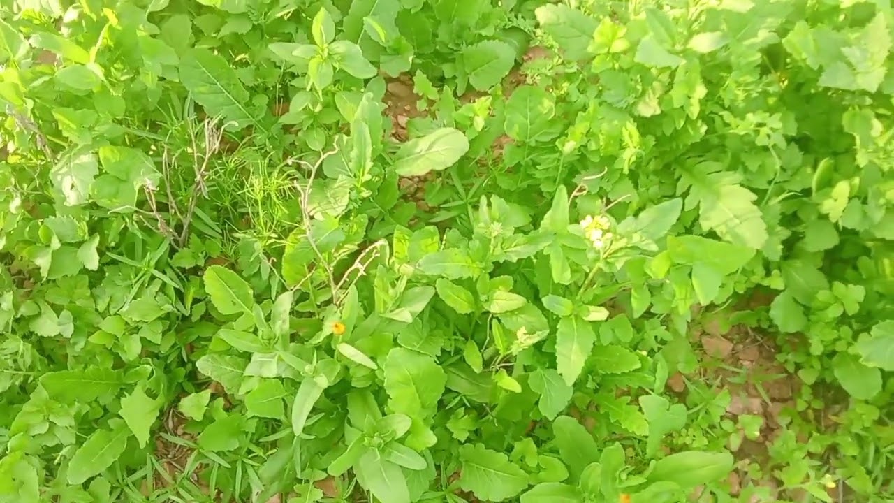 رمضان مبارك كريم 