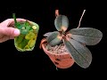 This miraculous glass of water instantly revives any decaying orchid