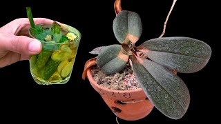 This miraculous glass of water instantly revives any decaying orchid