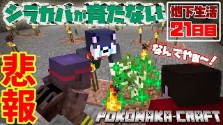 【ぽこなかくら＃271】地下生活21日目！えっ？必死に見つけたシラカバが…増えない？？【マインクラフト】