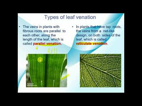 Structure and function of leaf || Getting to know plants|| Class - 6 ...