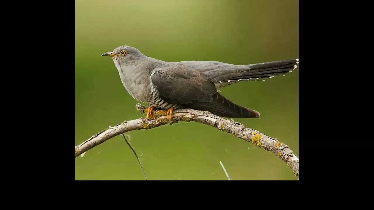 Голоса птиц 8 - YouTube