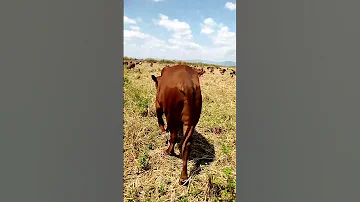 Mayikusai Amefka Kwenye Kambi Ya Limbu Luchagula 