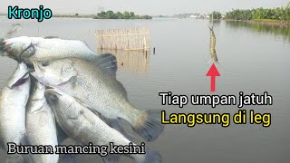 tambak ini banyak kakapnya ! mancing kakap ditambak daerah Kronjo - Tangerang