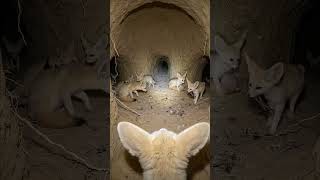 Dudi Dudi Dam Dam Dance | Dodi Dodi Dum Dum Kids Dance | Duty Duty Dam Dam | Kids &amp; Babies Rhymes