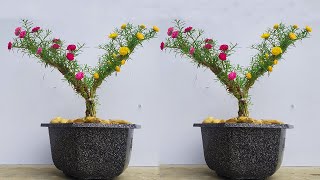 Smart Ideas to grow portulaca grandiflora, moss rose from cuttings in Small flower pot | Creationvda