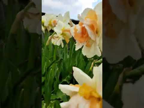 اذهار النرجس تركيا 