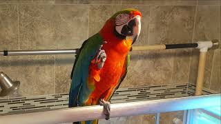 Harlequin Macaw Waves And Raises Feet To Say Hello - 1503408