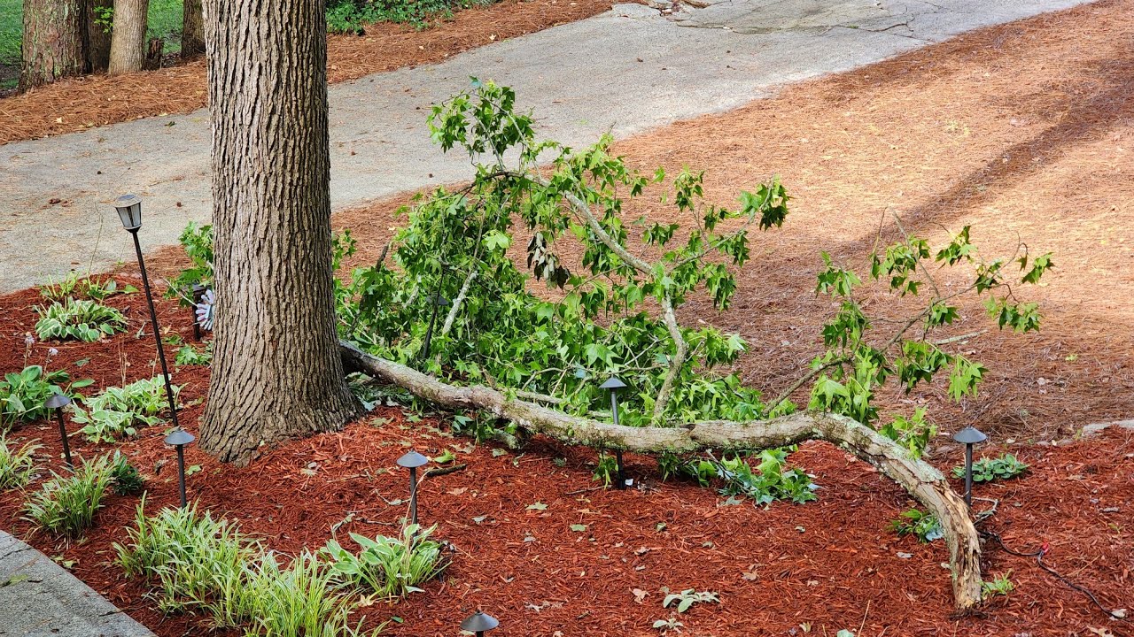 100-pound tree limb falls in my yard Atlanta GA Marietta - Security ...