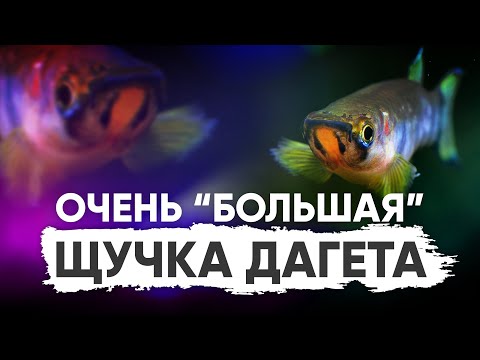 Щучка Дагета (Epiplatys dageti)