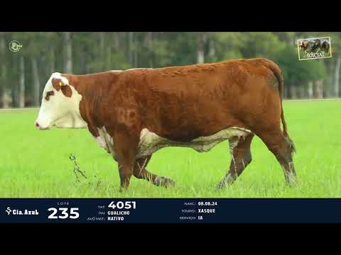 LOTE 235   TAT 4051 F Braford