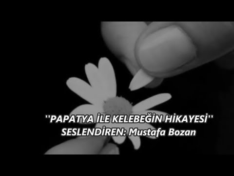 Mustafa Bozan - Papatya ile Kelebeğin Hikayesi