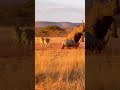 A Lion Attacked a Baby Rhino… Then the Mother Arrived 🦏🦁#animals #shorts #zoo