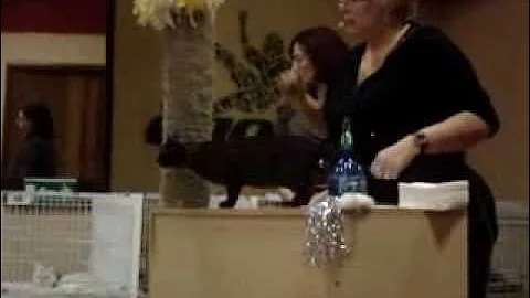 Video 6856711: brown burmese, international cat show, kitten