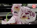 Обзор уцененных орхидей в магазине ОБИ на Боровском шоссе в Москве 08.12.21
