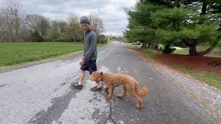 Teddy the doodle working on heel and downs by Julie's K9 Academy 61 views 3 days ago 5 minutes, 23 seconds