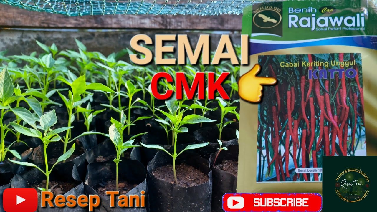 Cara Semai Cabe Merah Keriting cepat besar || CMK KATTO