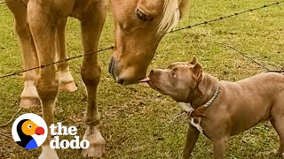Shelter Pittie Can't Stop Kissing His New Human Sister | The Dodo Pittie Nation
