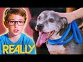 Family Adopt A Furry Friend For Their Anxious Dog | Pit Bulls &amp; Parolees