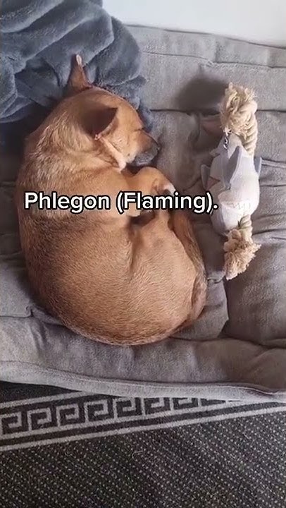 ancient-greek-dog-names-youtube